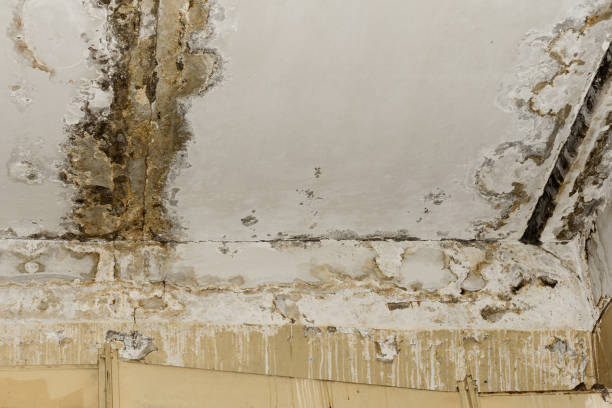 Best Water damage mitigation services  in USA